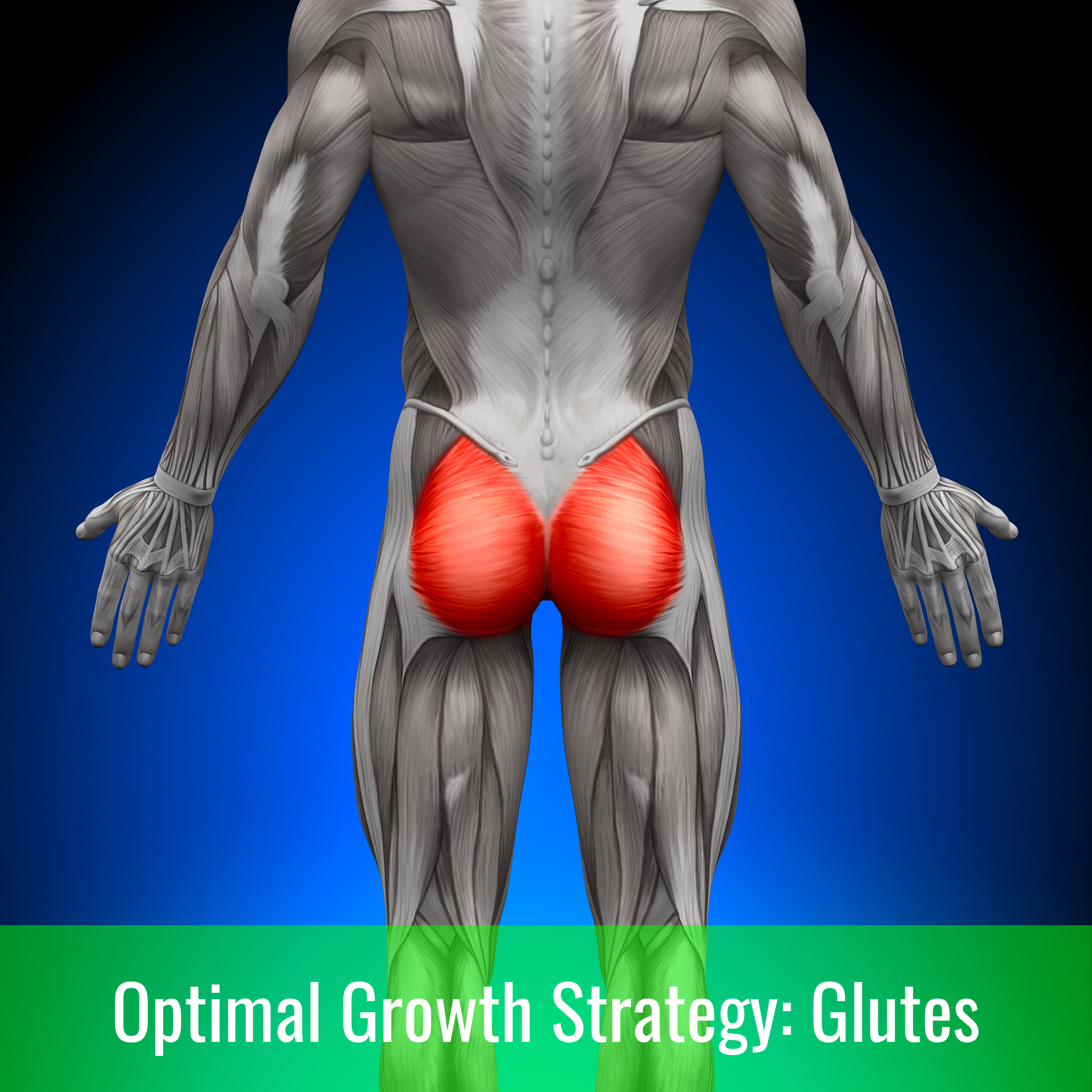 Optimal Growth Strategies: Glutes