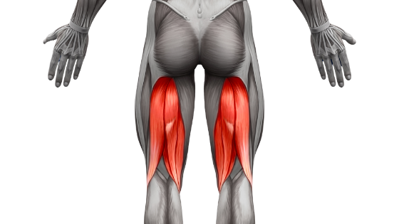 Optimal Growth Strategy: Hamstrings