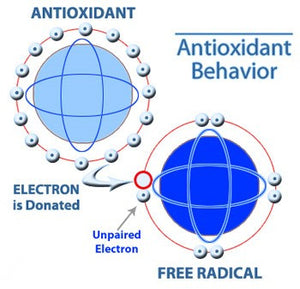 Antioxidants & Pro-oxidants: Finding the Balance
