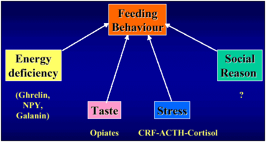 Ghrelin:   An Ectomorph's Solution to Muscular Weight Gain